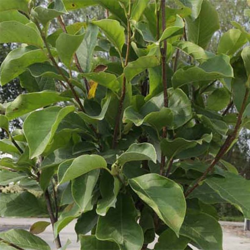 Loistomagnolia Alba Superba (Lehvistö)