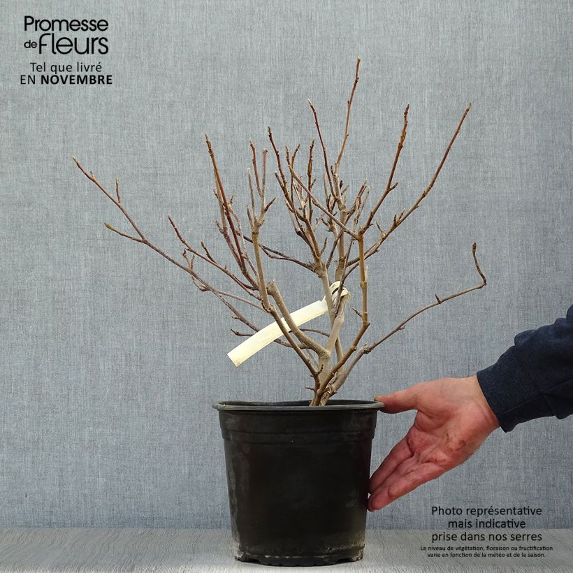 Esimerkki syksyllä toimitetusta Loistomagnolia - Magnolia x soulangeana 3 litran/4 litran ruukku-taimesta