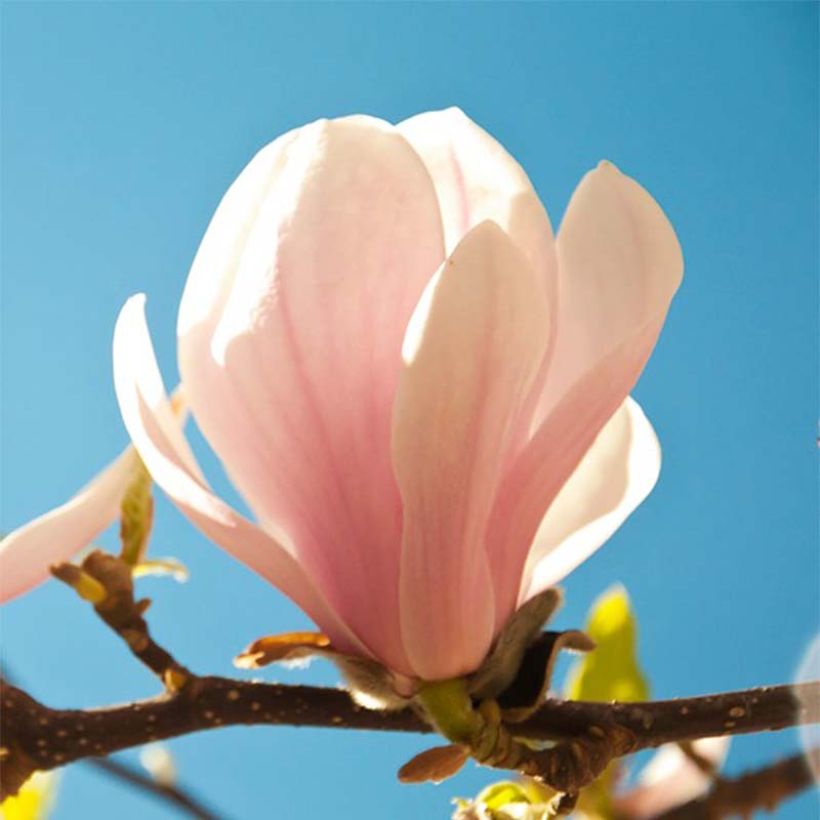 Liljamagnolia Pink Beauty (Kukinta)