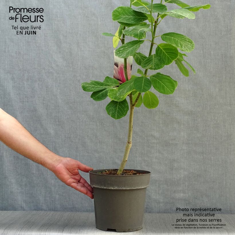 Esimerkki kesällä toimitetusta Liljamagnolia Pink Beauty Pot de 6L/7L-taimesta