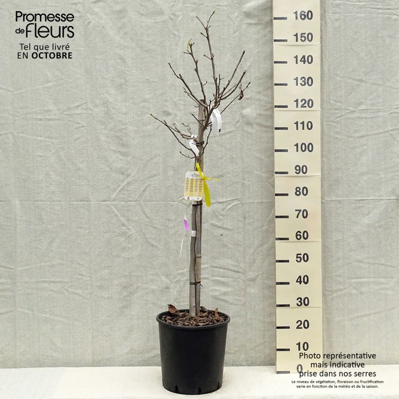 Esimerkki syksyllä toimitetusta Tähtimagnolia - Magnolia stellata 18 litran/20 litran ruukku, Puolikorkea runko-taimesta