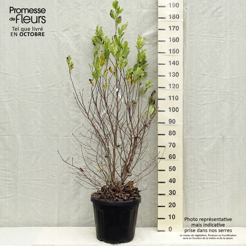 Esimerkki syksyllä toimitetusta Tähtimagnolia - Magnolia stellata 20 litran/25 litran ruukku-taimesta