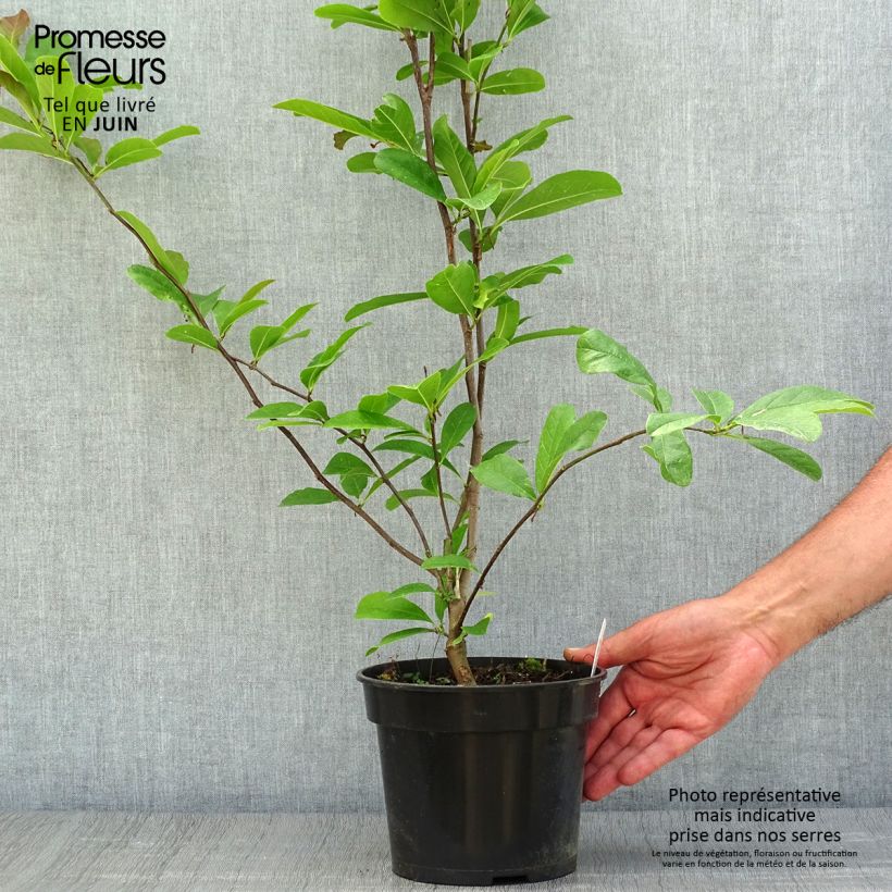 Esimerkki kesällä toimitetusta Tähtimagnolia Rosea Pot de 2L/3L-taimesta