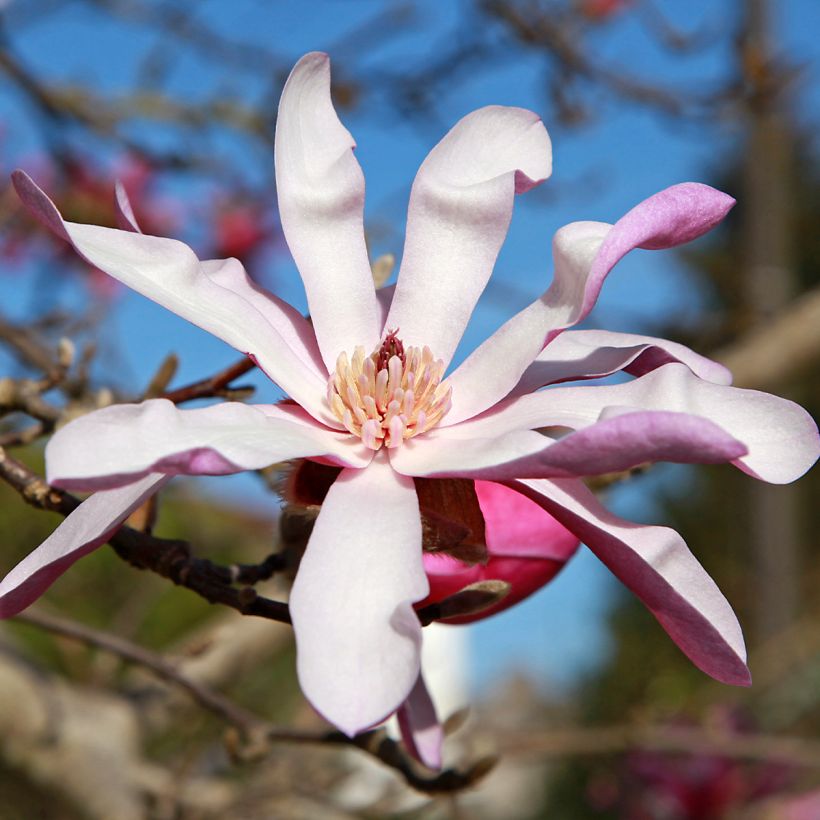 Tähtimagnolia Rosea (Kukinta)