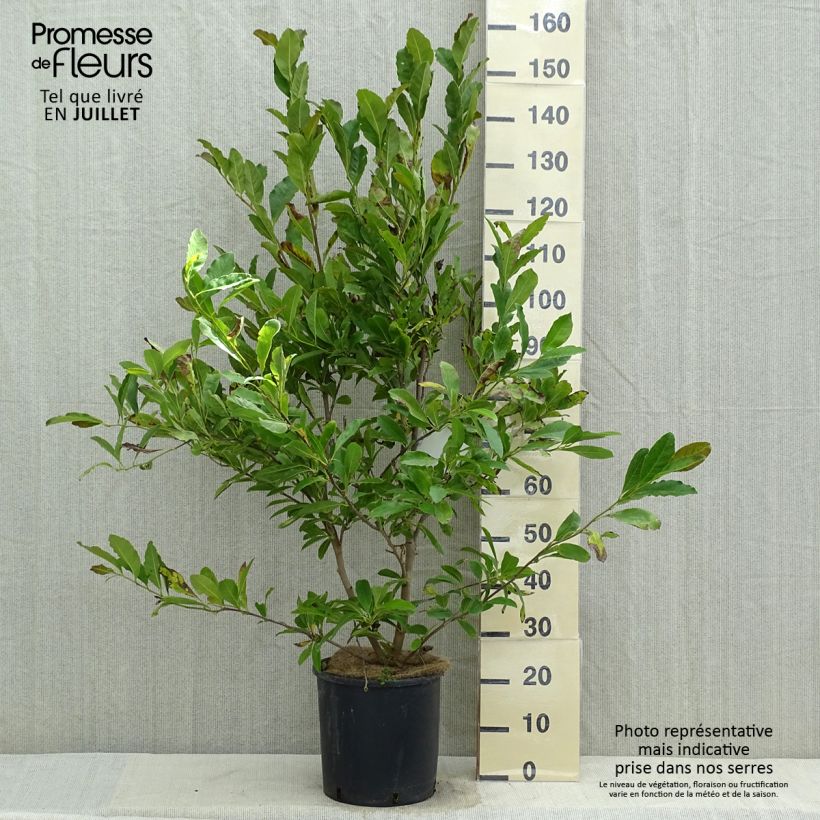 Esimerkki kesällä toimitetusta Tähtimagnolia Royal Star Pot de 12L/15L-taimesta