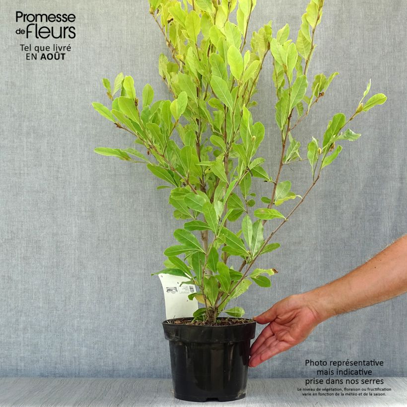 Esimerkki kesällä toimitetusta Tähtimagnolia Royal Star Pot de 3L/4L-taimesta