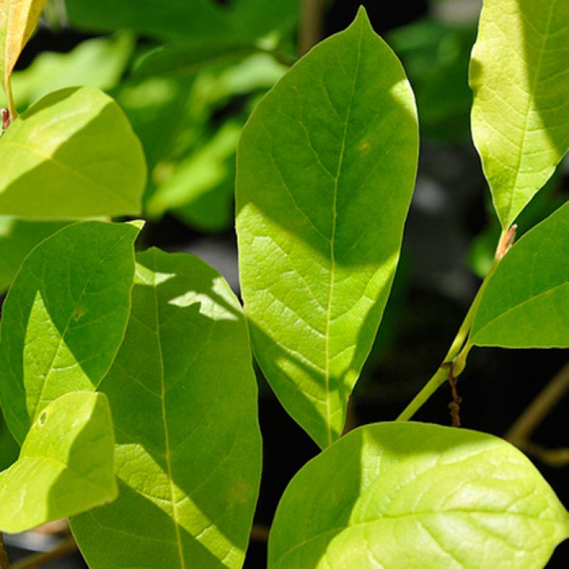 Tähtimagnolia Royal Star (Lehvistö)