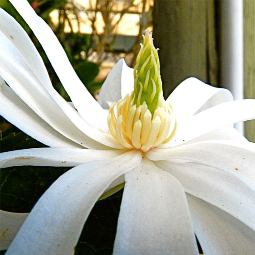 Tähtimagnolia Royal Star (Kukinta)
