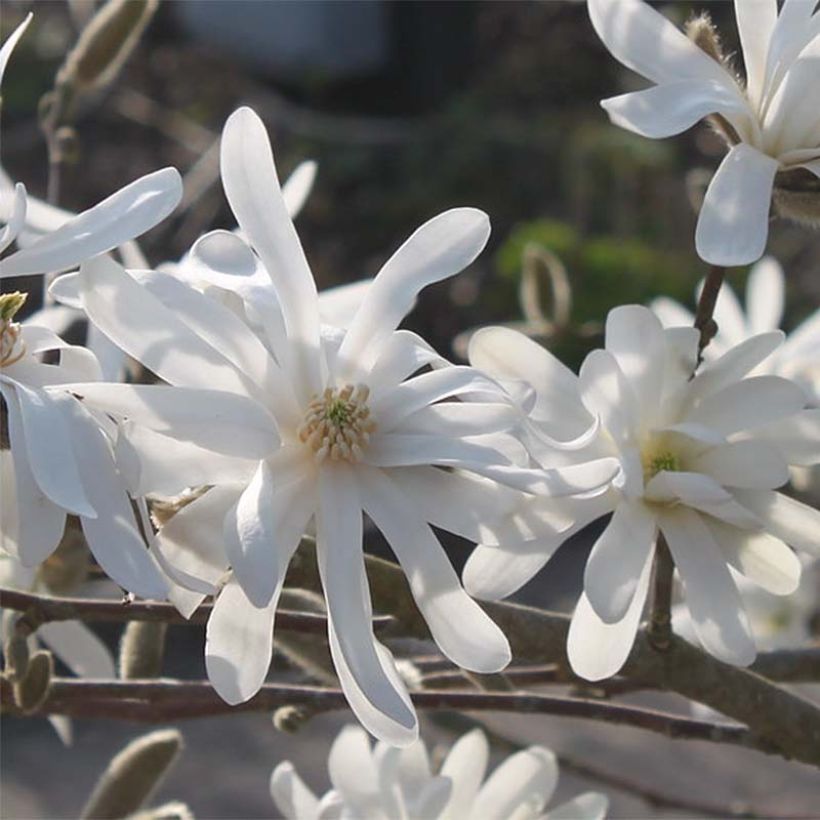 Tähtimagnolia Waterlily (Kukinta)