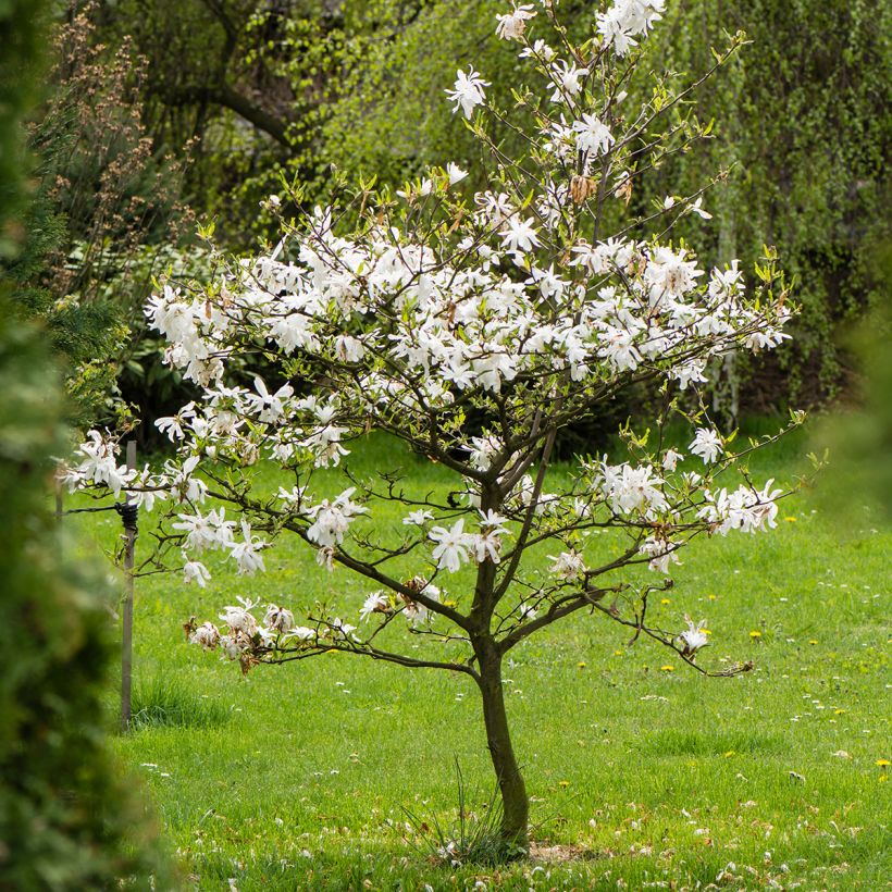 Tähtimagnolia - Magnolia stellata (Kasvutapa)