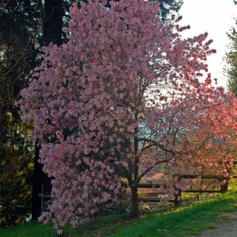 Tähtimagnolia Rosea (Kasvutapa)