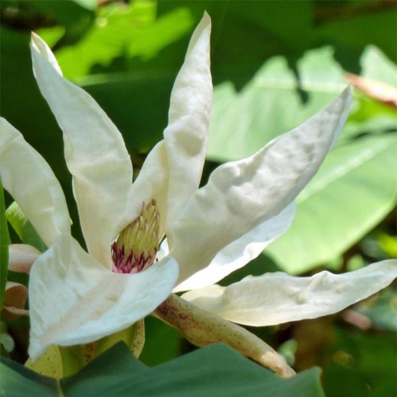 Sateenvarjomagnolia - Magnolia tripetala (Kukinta)