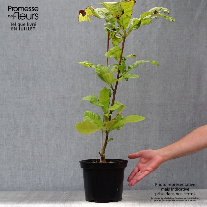 Esimerkki kesällä toimitetusta Sateenvarjomagnolia - Magnolia tripetala Ruukku 3L / 4L-taimesta