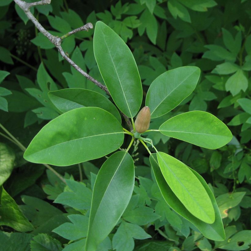 Liljamagnolia Glauca (Lehvistö)