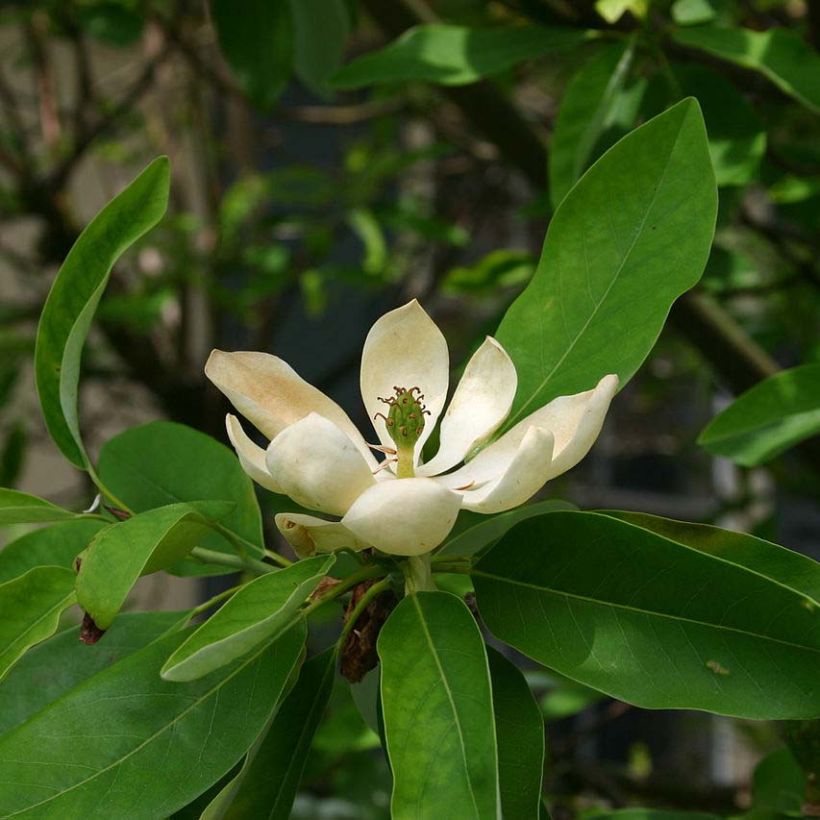 Liljamagnolia Glauca (Kukinta)