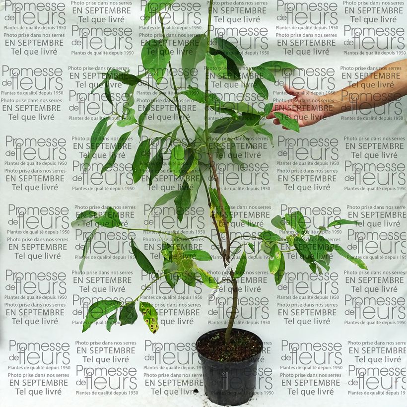 Esimerkki toimitetusta Liljamagnolia Glauca Pot de 4L/5L-taimesta