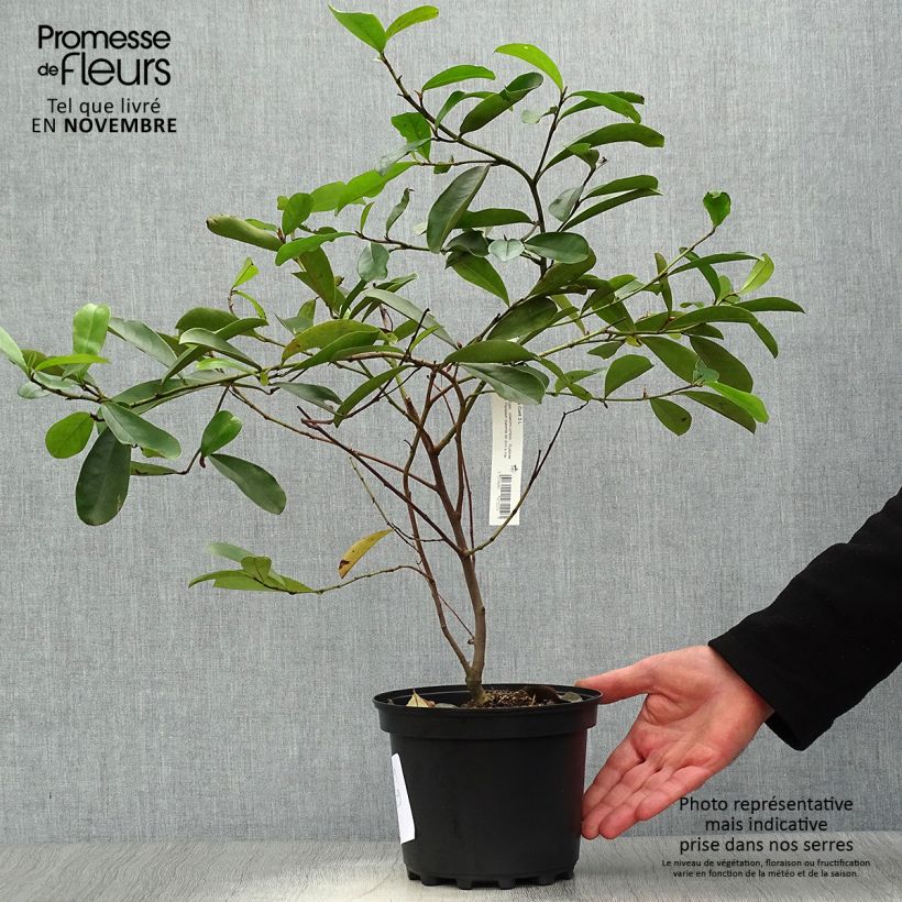 Esimerkki syksyllä toimitetusta Liljamagnolia - Magnolia yunnanensis 3 litran/4 litran ruukku-taimesta