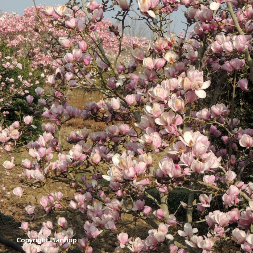 Jademagnolia Minfor (Festirose) (Kasvutapa)