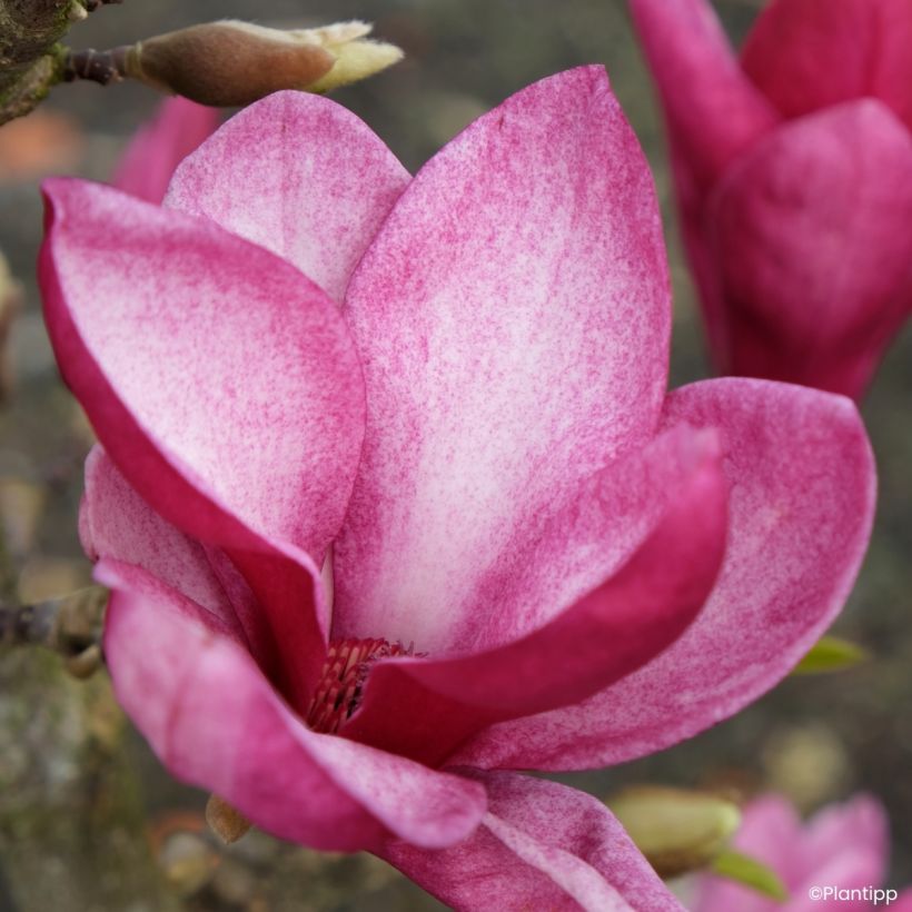 Magnolia Starburst (Kukinta)