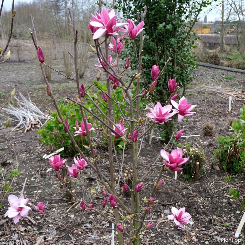 Magnolia Starburst (Kasvutapa)