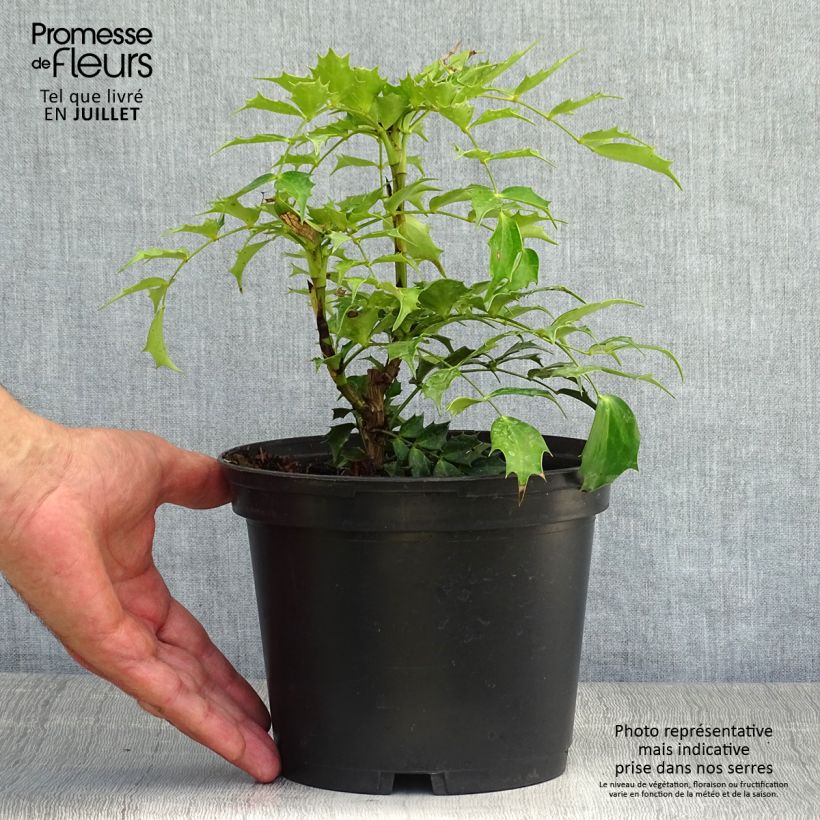 Esimerkki kesällä toimitetusta Mahonia nitens Cabaret Pot de 2L/3L-taimesta