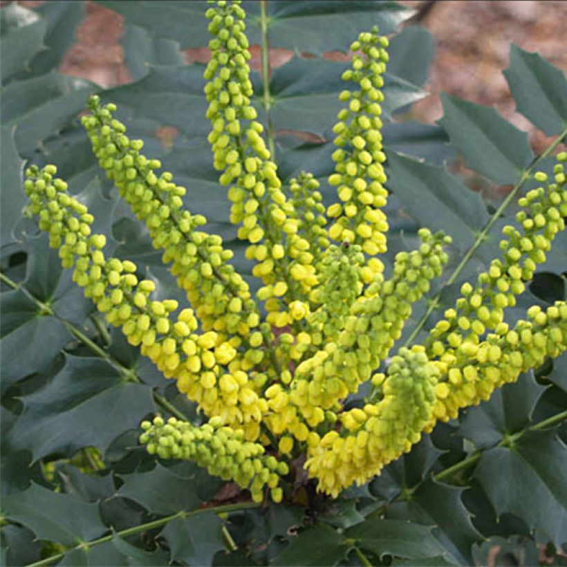 Japaninmahonia Hivernant (Kukinta)