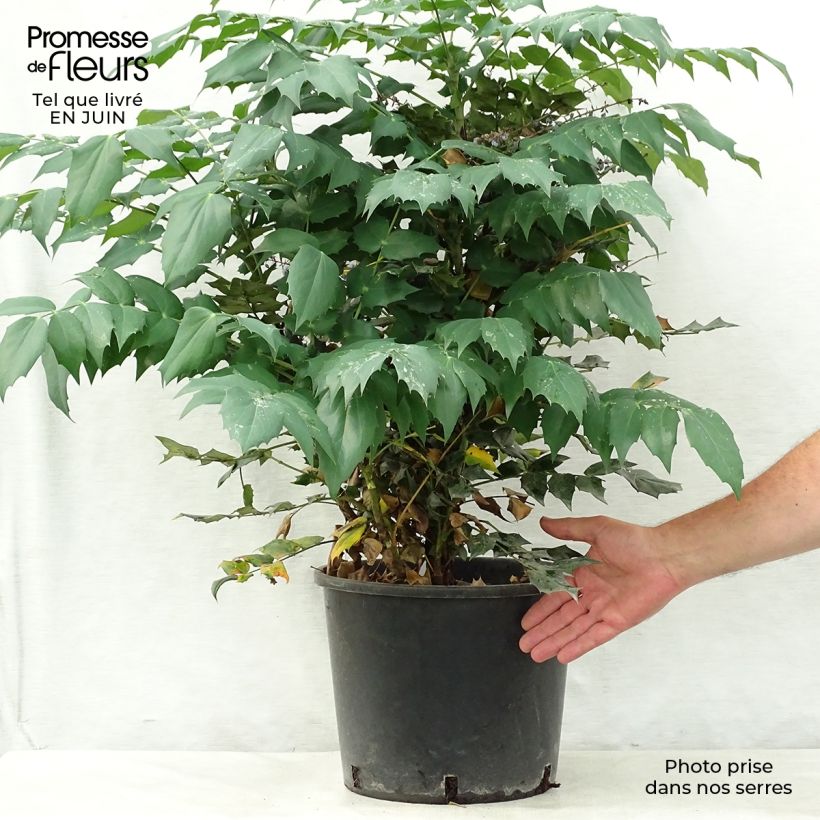 Esimerkki kesällä toimitetusta Japaninmahonia Hivernant Pot de 7,5L/10L-taimesta