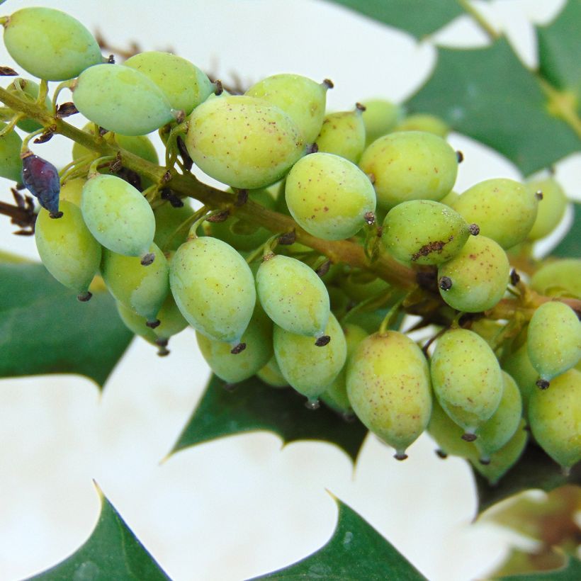 Mahonia media Charity (Sadonkorjuu)