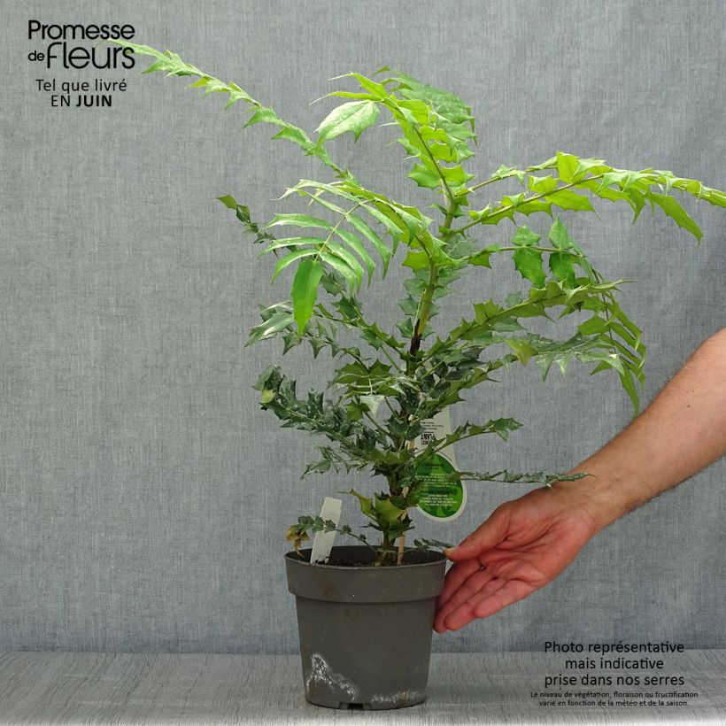 Esimerkki kesällä toimitetusta Mahonia media Charity Pot de 2L/3L-taimesta