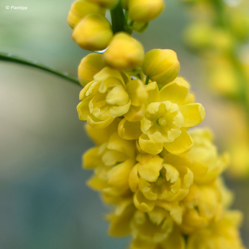 Mahonia eurybracteata subsp. ganpinensis Meteor (Kukinta)