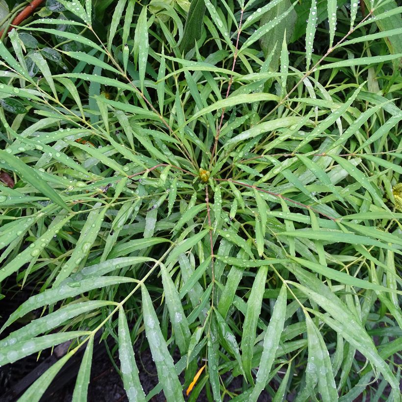 Mahonia eurybracteata Soft Caress (Lehvistö)