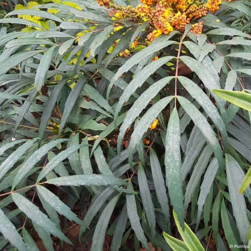 Mahonia eurybracteata Volcano (Lehvistö)