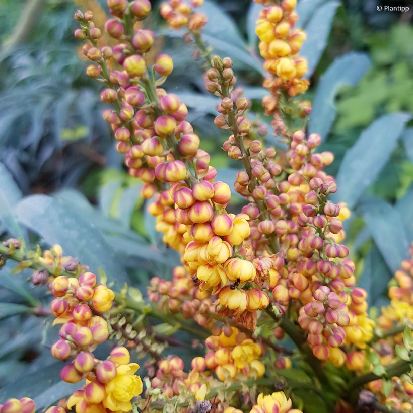 Mahonia eurybracteata Volcano (Kukinta)