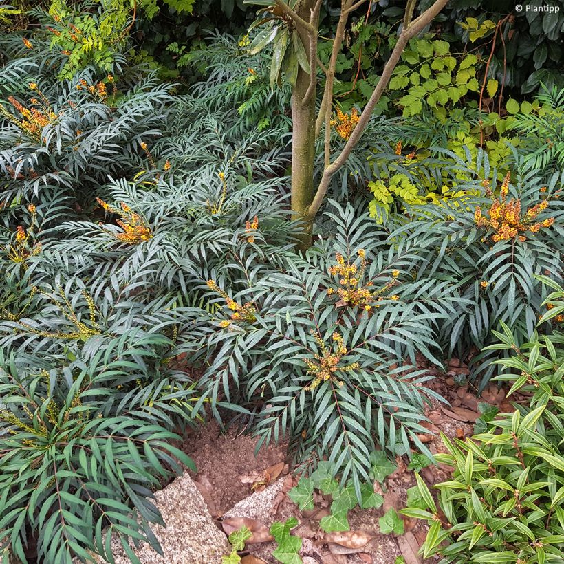 Mahonia eurybracteata Volcano (Kasvutapa)
