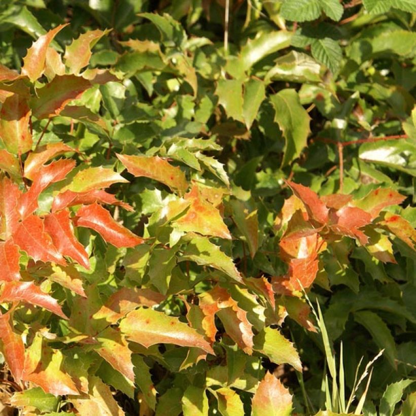 Mahonia aquifolium (Lehvistö)