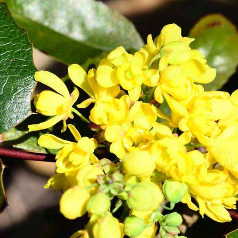 Mahonia aquifolium (Kukinta)