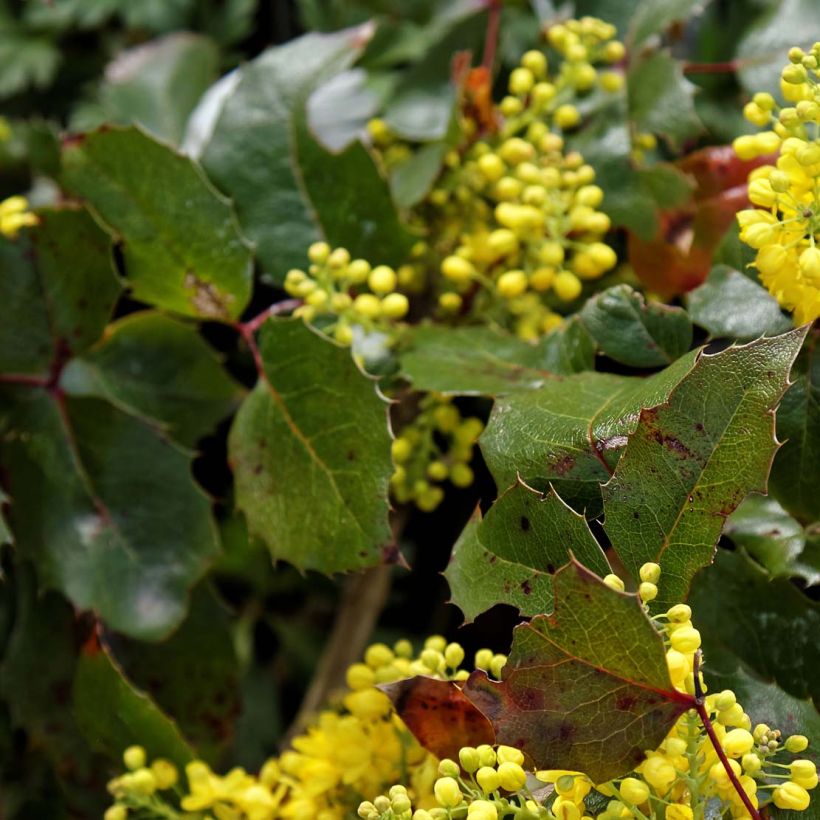 Mahonia aquifolium Apollo (Lehvistö)