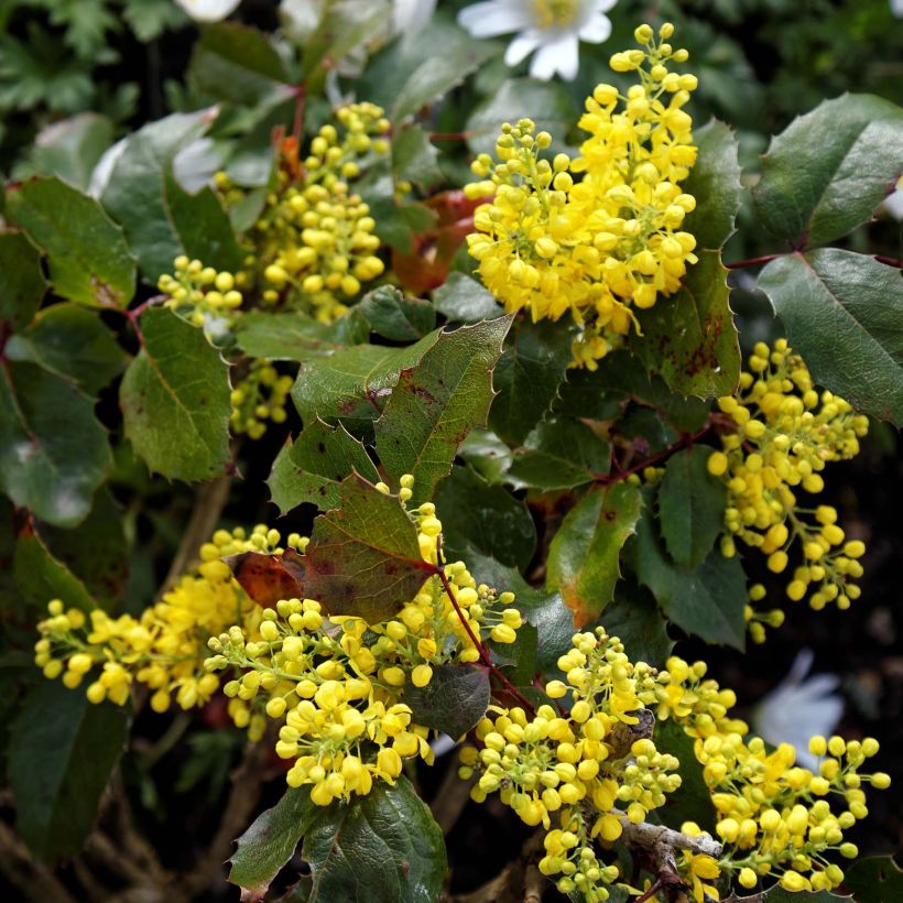 Mahonia aquifolium Apollo (Kukinta)