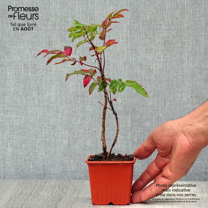 Esimerkki kesällä toimitetusta Mahonia aquifolium Godet de 8/9 cm-taimesta