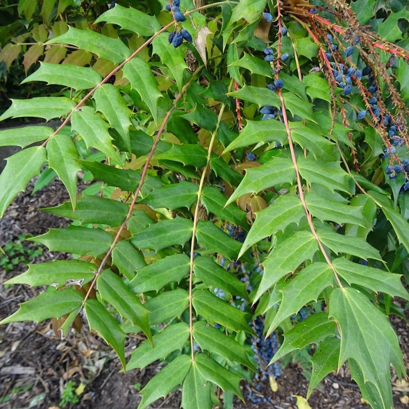 Mahonia bealei (Lehvistö)