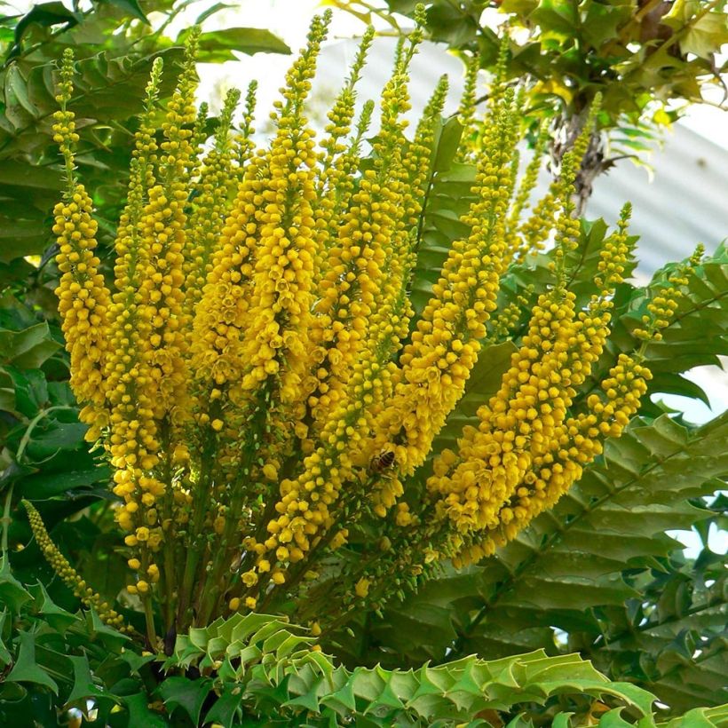 Mahonia bealei (Kukinta)