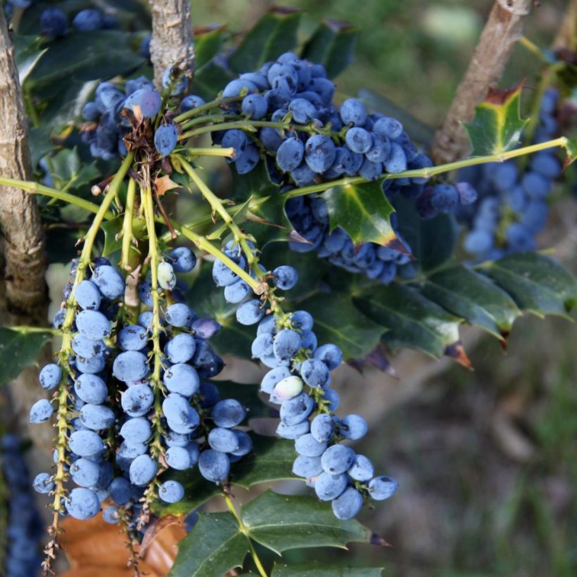 Mahonia bealei (Sadonkorjuu)