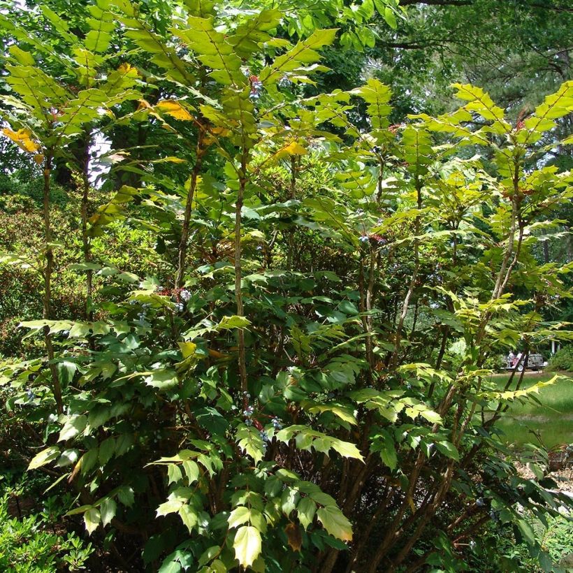 Mahonia bealei (Kasvutapa)