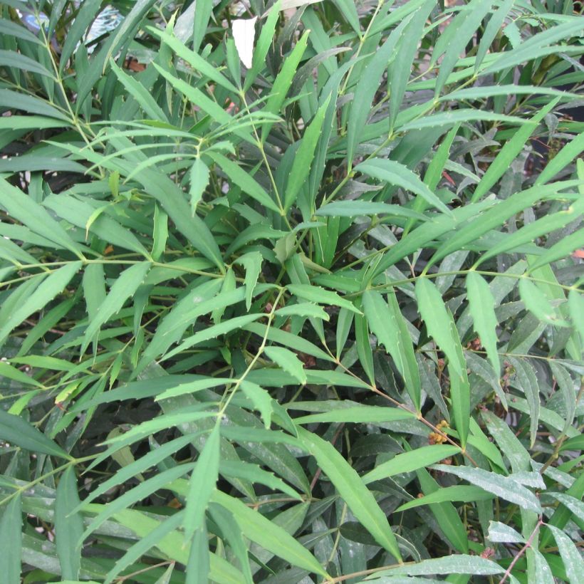 Mahonia eurybracteata Nara Hiri (Lehvistö)