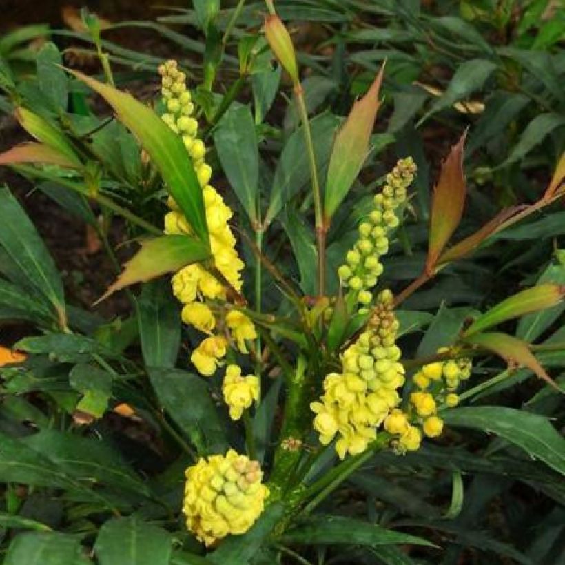 Mahonia eurybracteata Sweet Winter (Kukinta)