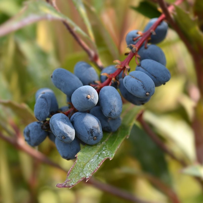 Mahonia eurybracteata Sweet Winter (Sadonkorjuu)