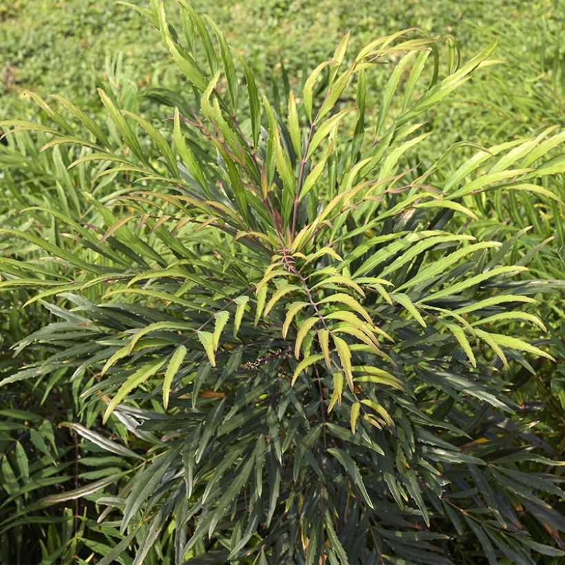 Mahonia eurybracteata Sweet Winter (Kasvutapa)