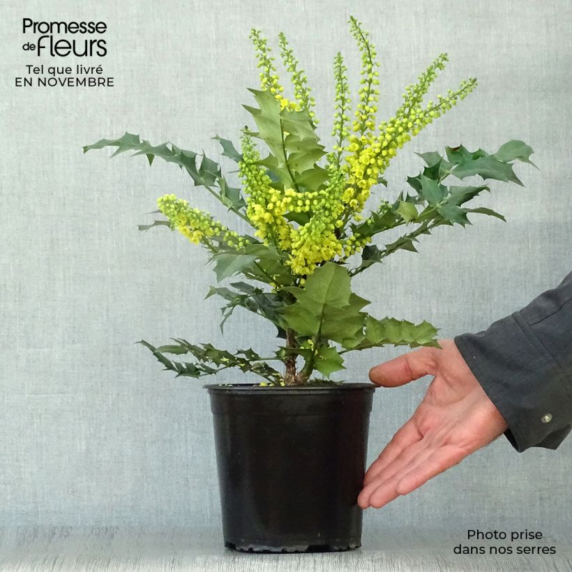 Esimerkki syksyllä toimitetusta Mahonia media Winter Sun 2 litran/3 litran ruukku-taimesta