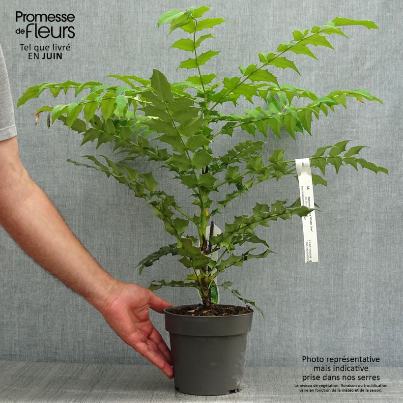 Esimerkki kesällä toimitetusta Mahonia media Winter Sun Pot de 2L/3L-taimesta