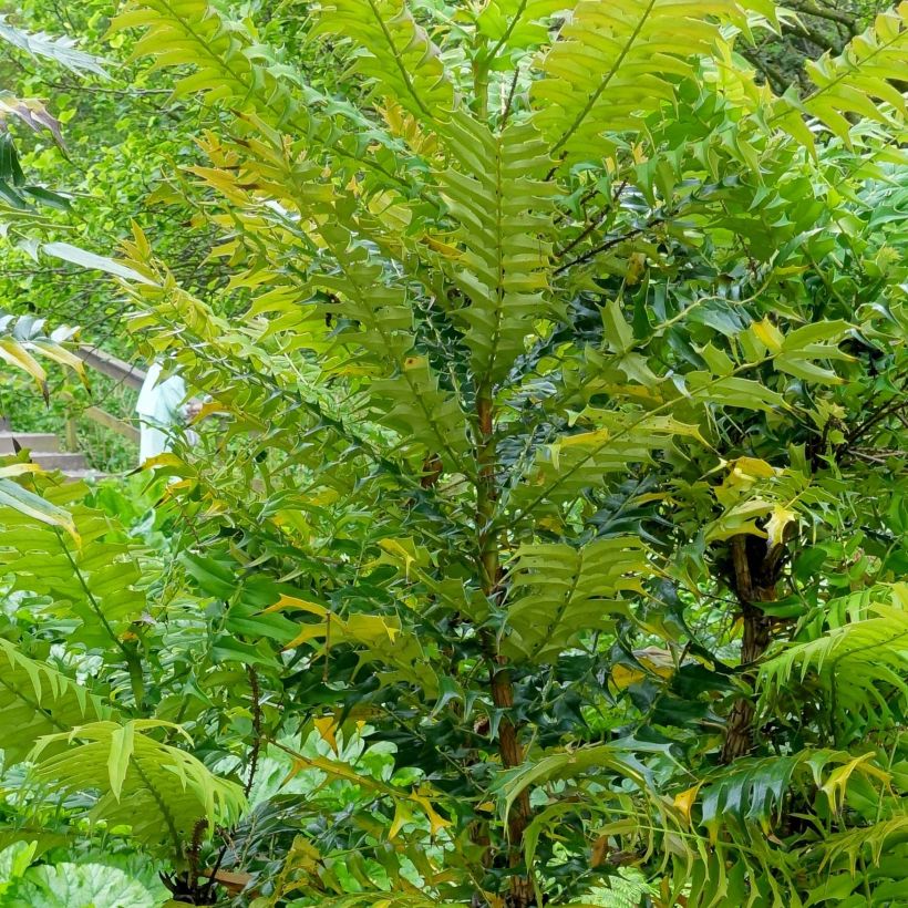 Mahonia oiwakensis subsp. lomariifolia (Lehvistö)